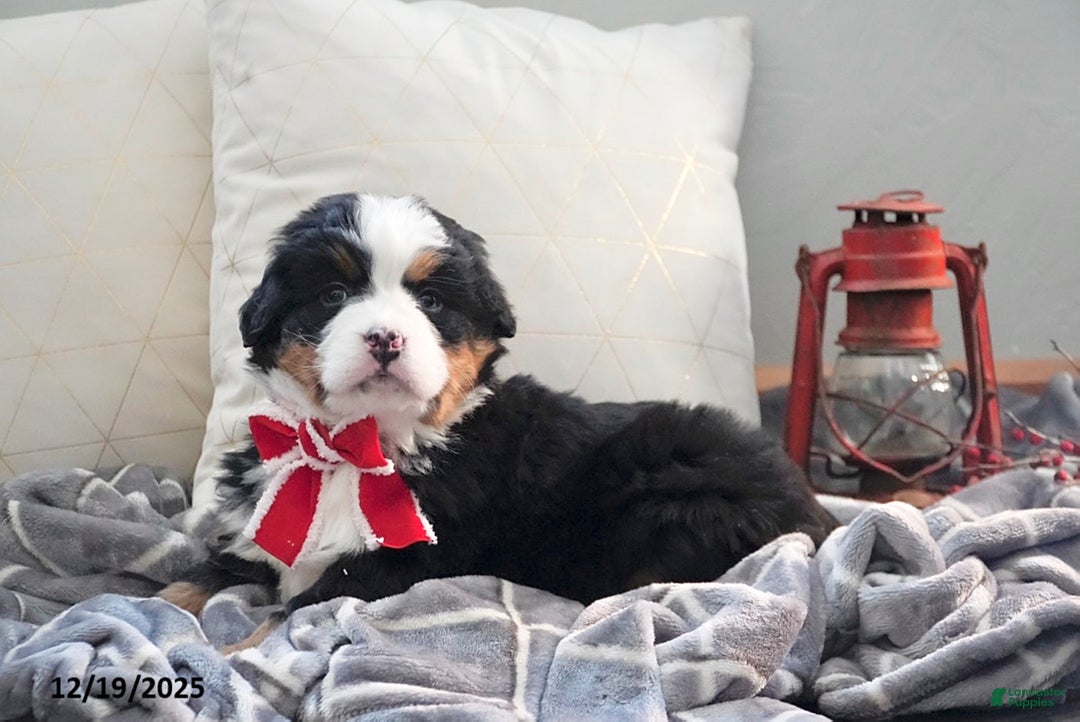 Bernese Mountain Dog dogs for sale: Rita - Ad 2