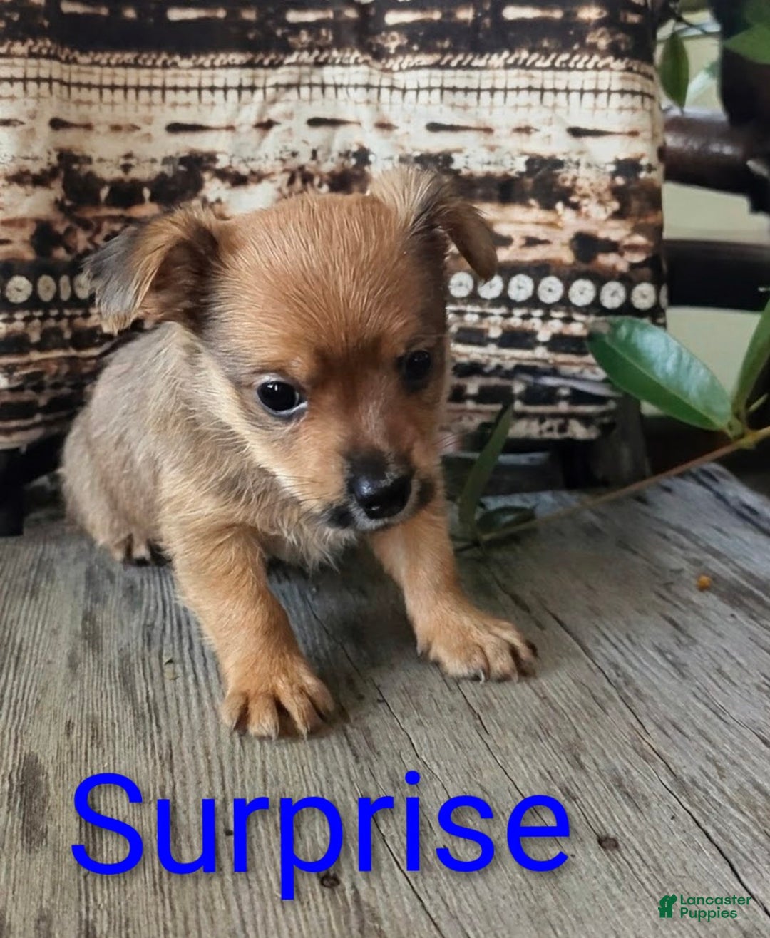 Yorkshire Terrier dogs for sale: Surprise - Ad 5