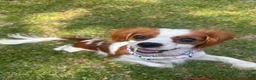 Cavalier King Charles Spaniel dogs for sale: Charleston - Ad 5