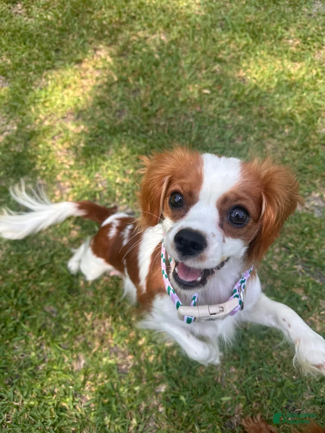 Cavalier King Charles Spaniel dogs for sale: Charleston - Ad 5