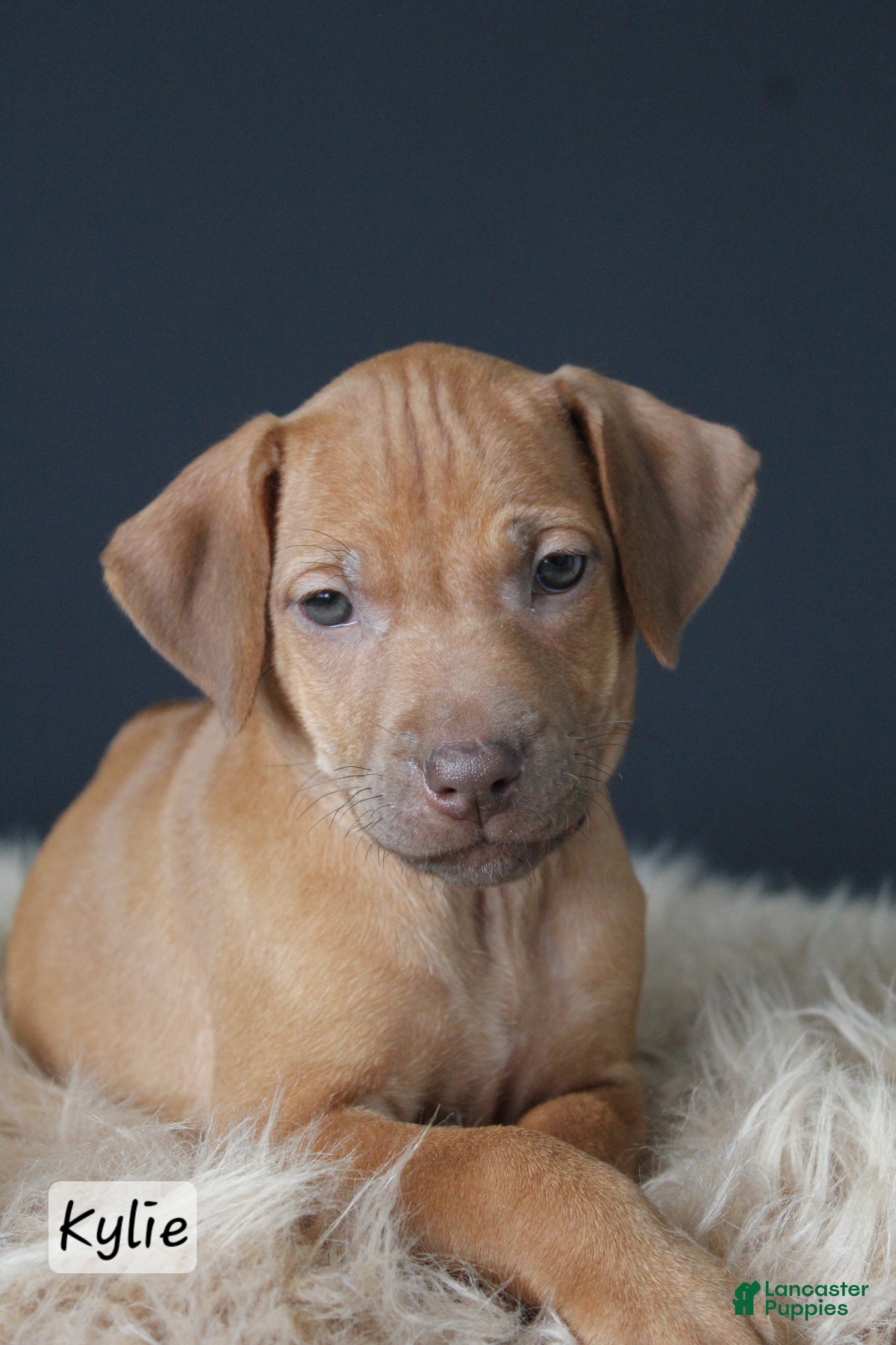 Rhodesian Ridgeback dogs Kylie - Ad 1