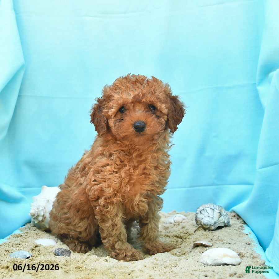 Yorkiepoo dogs Glow - Ad 1