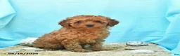 Yorkiepoo dogs for sale: Glow - Ad 3