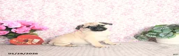 Pug dogs for sale: Lechito - Ad 3