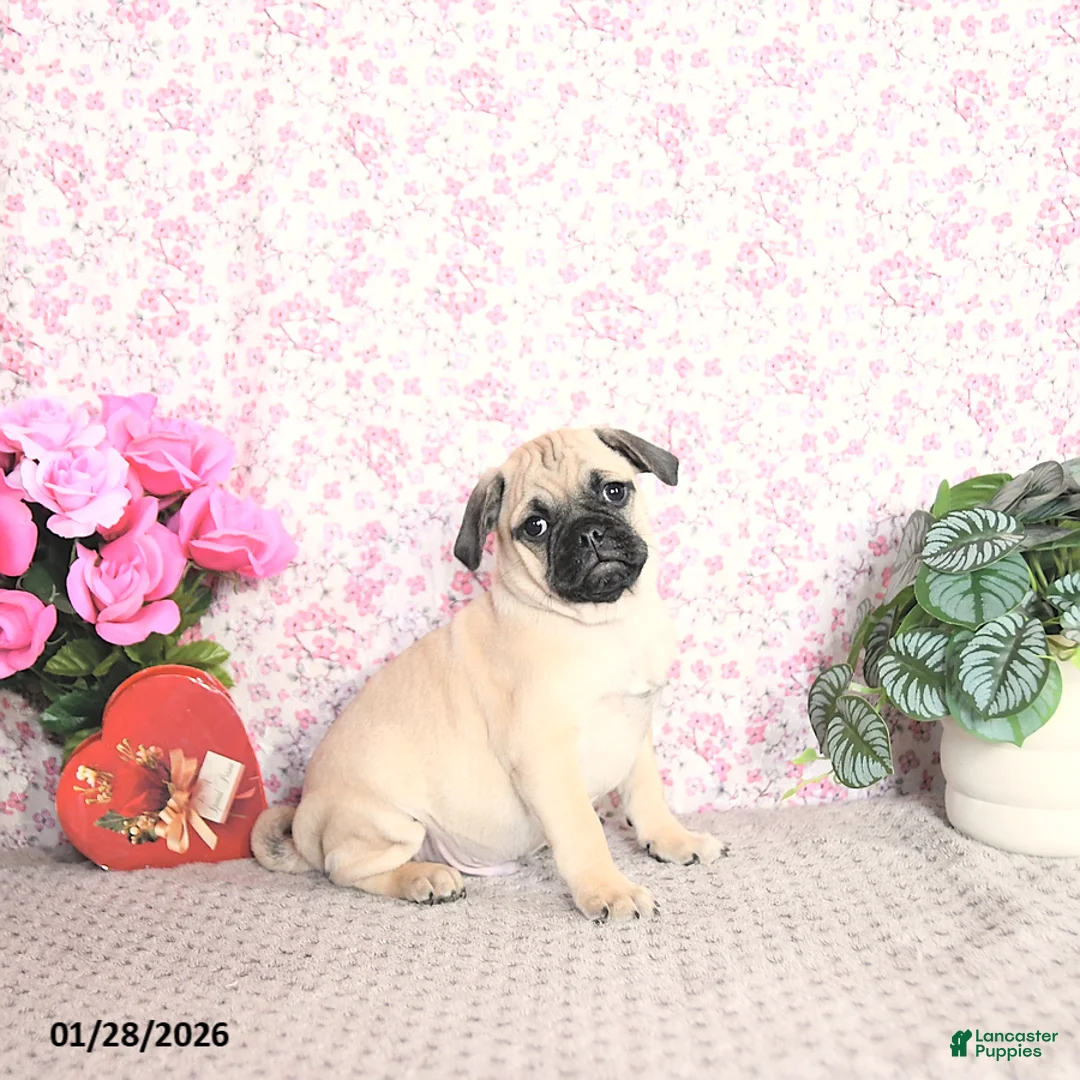 Pug dogs for sale: Lechito - Ad 3