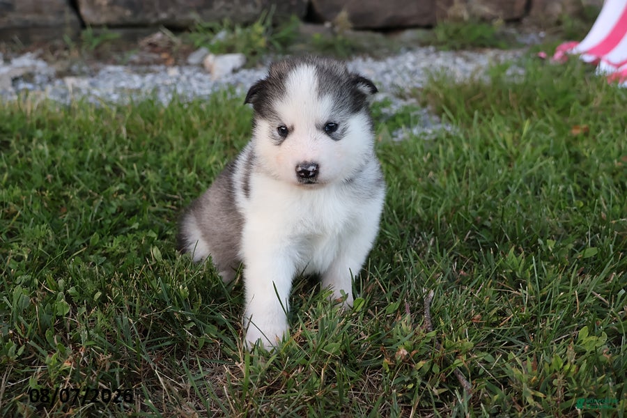 Alaskan Malamute dogs Kano - Ad 1