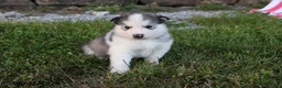 Alaskan Malamute dogs for sale: Kano - Ad 1