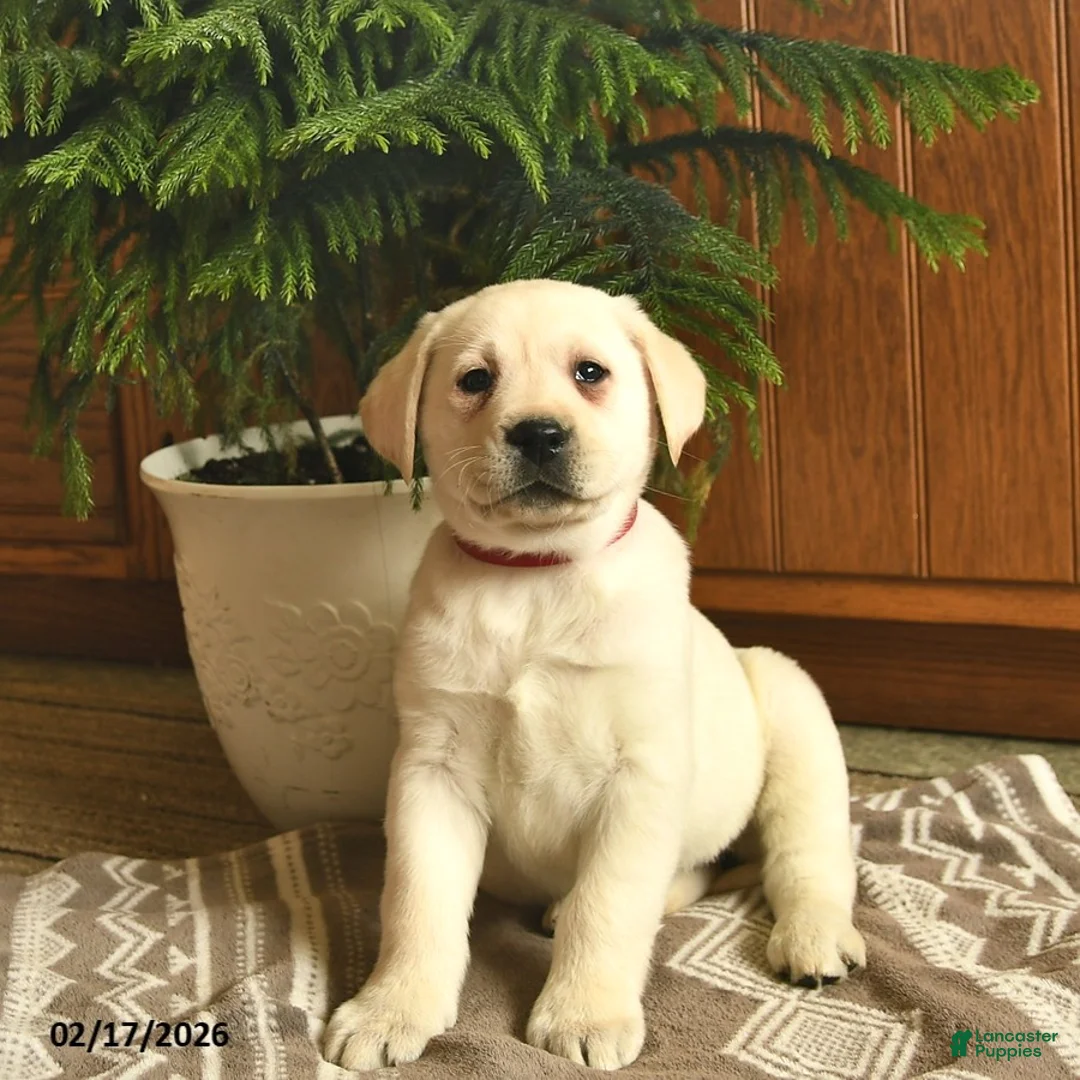 Labrador Retriever dogs for sale: Ginger  - Ad 3