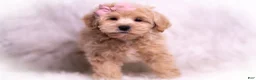 Maltipoo dogs for sale: Misha - Ad 9