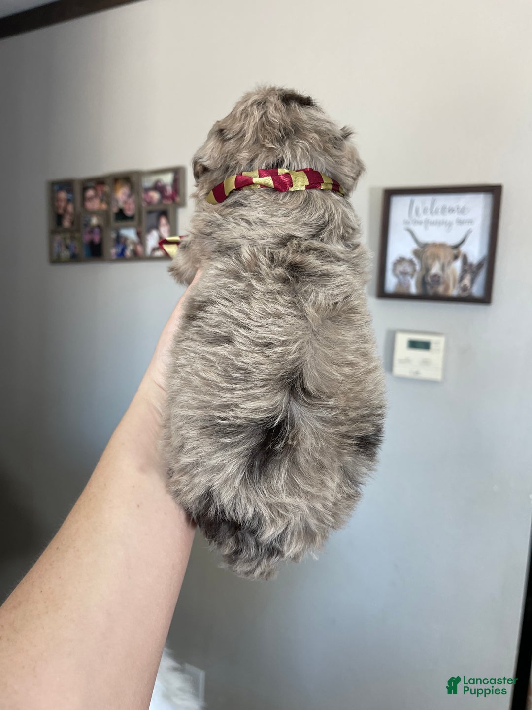 Miniature Poodle dogs for sale: Akc Chocolate Phantom Merle - Ad 2