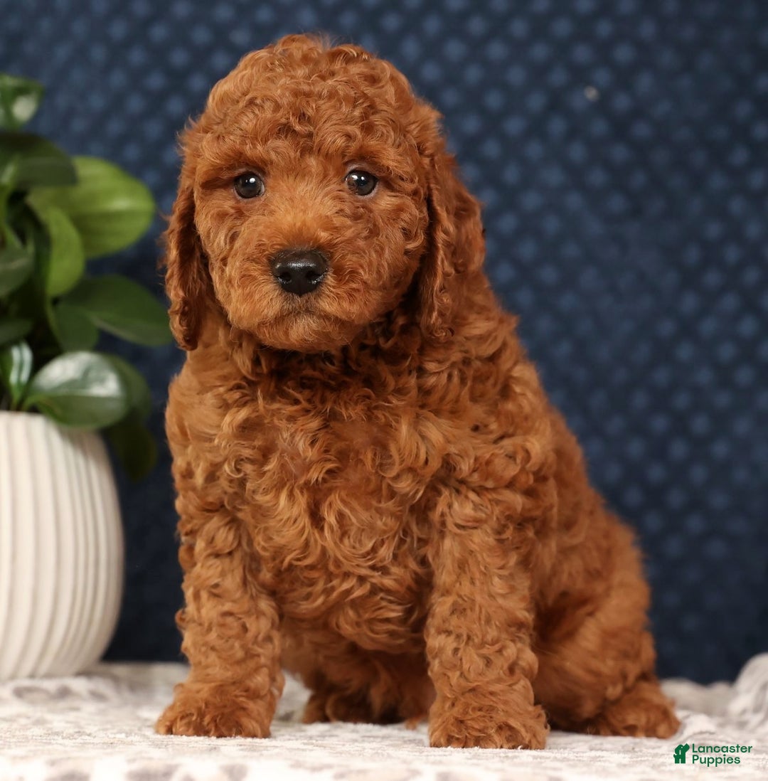 Miniature Poodle dogs for sale: Seth - Ad 1