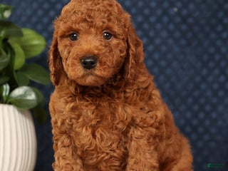 Miniature Poodle dogs Seth - Ad 21