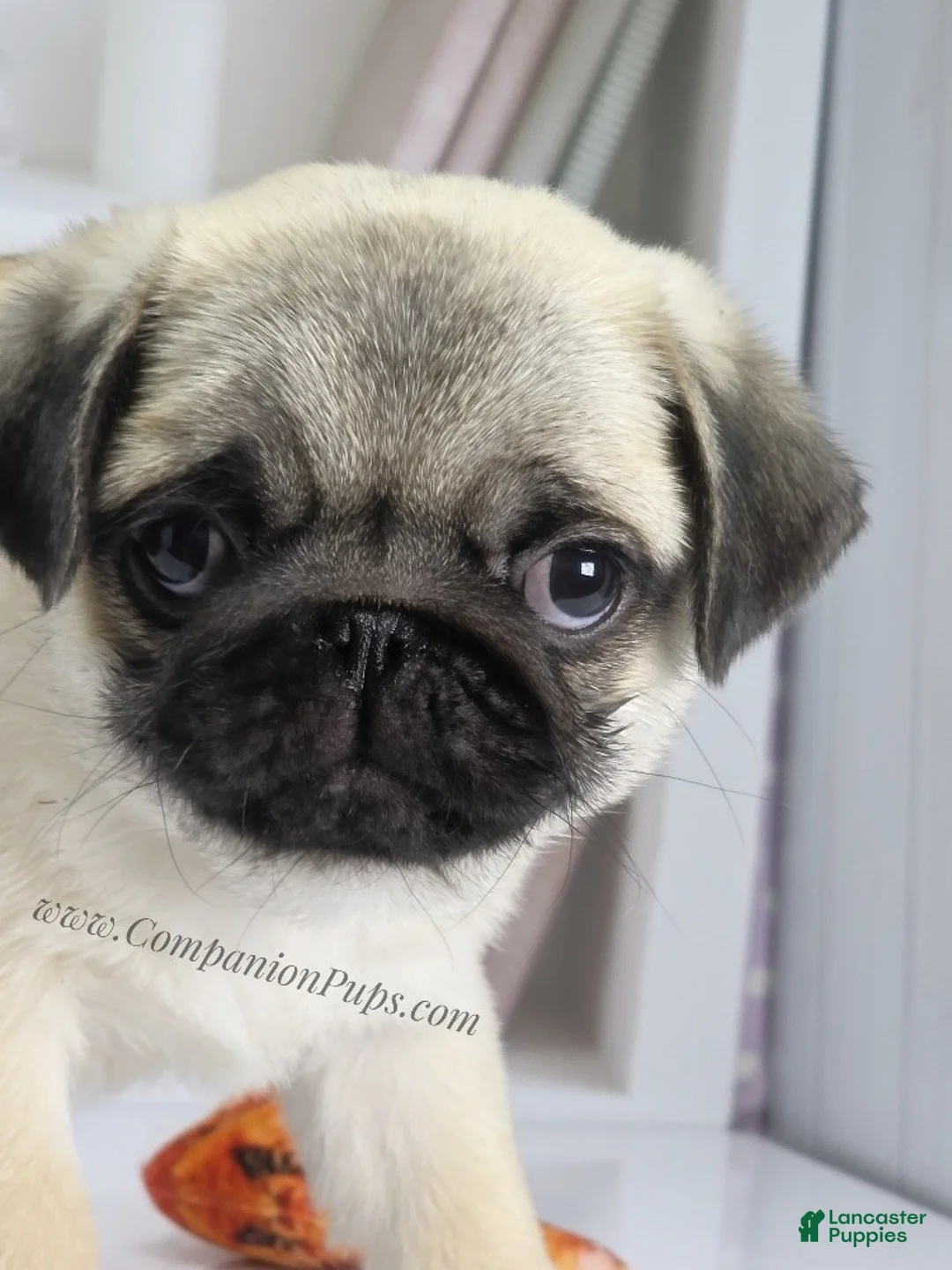 Pug dogs for sale: Cedar Silver Fawn Pug Puppy - Ad 9
