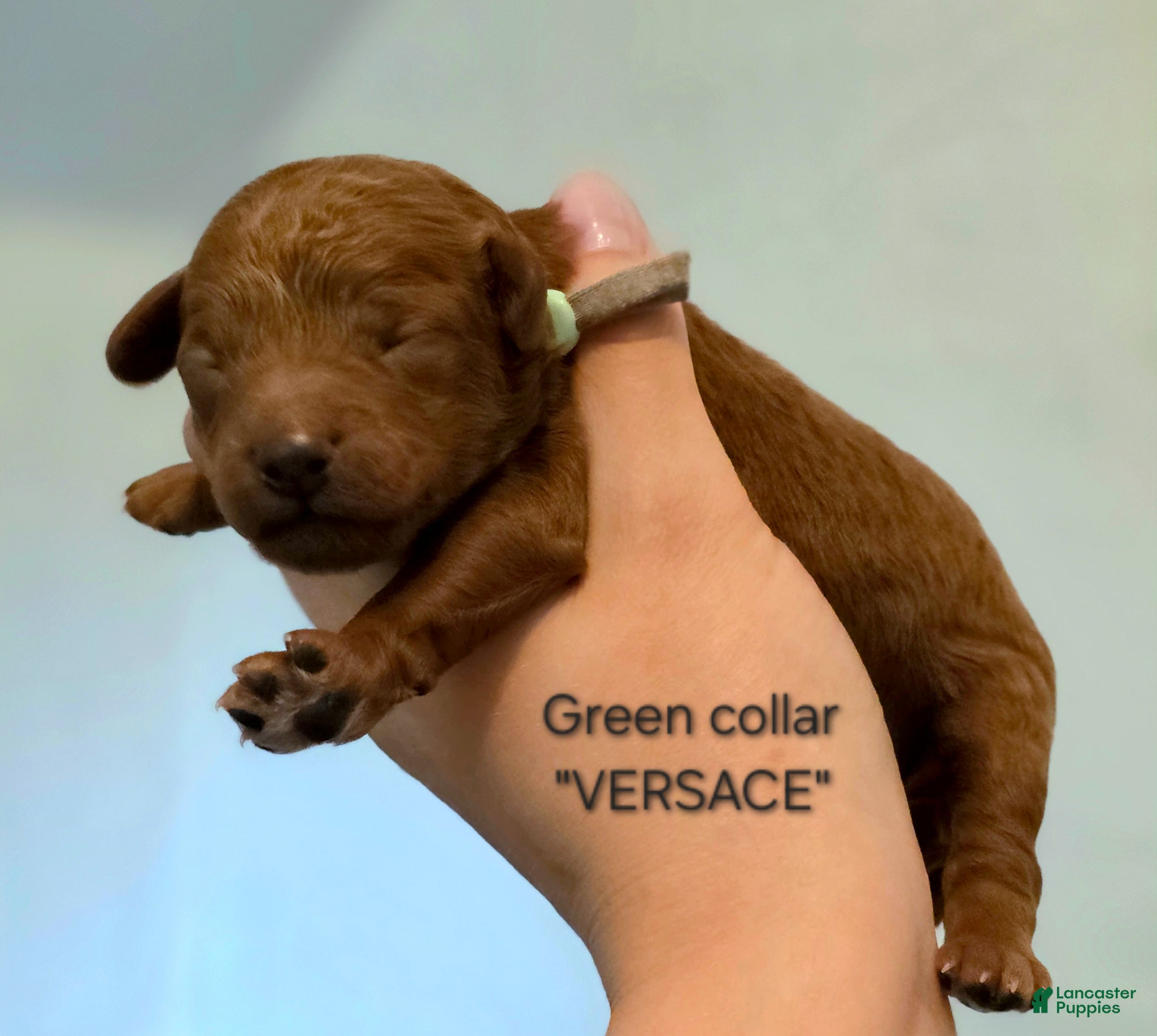 Mini Goldendoodle dogs for sale: Versace - Ad 4