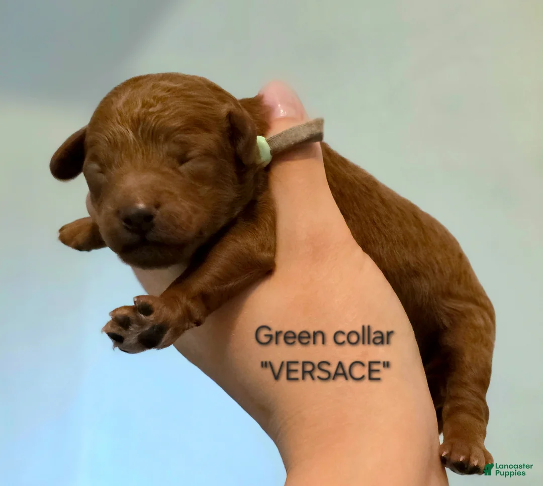 Mini Goldendoodle dogs for sale: Versace - Ad 1