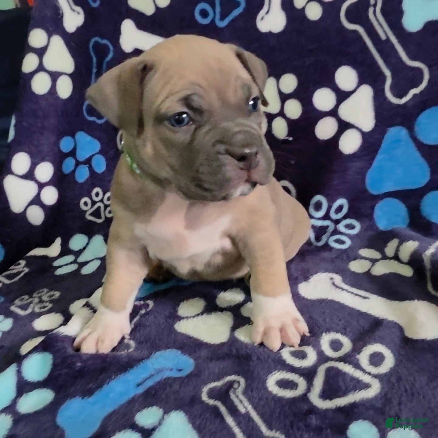 American Bully dogs Yogi the bear - Ad 2