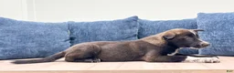 Mixed Breed dogs for sale: Reese - Ad 5