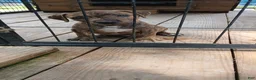 American Pit Bull Terrier dogs for sale: American Pit Bull Terrier 1 - Ad 4
