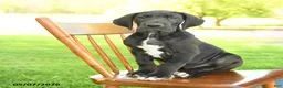 Great Dane dogs for sale: Tippy - Ad 2