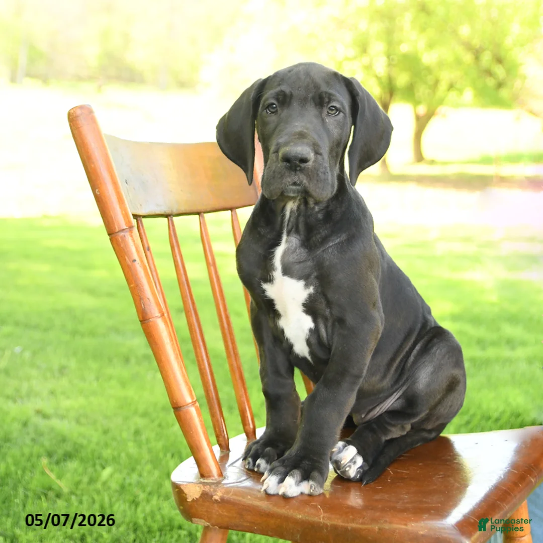Great Dane dogs for sale: Tippy - Ad 2
