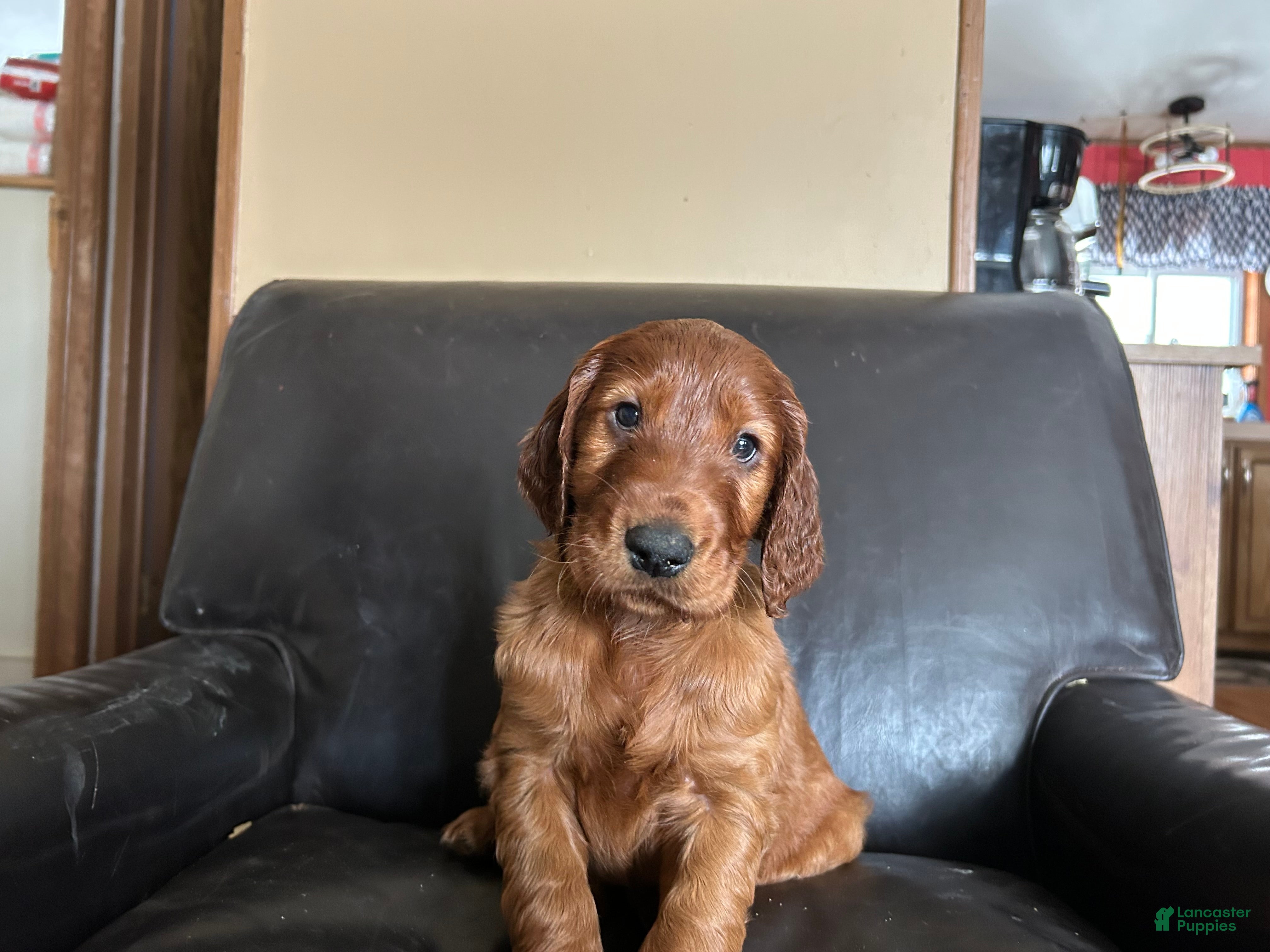 Irish Setter dogs Irish Setter Puppy 6 - Ad 13