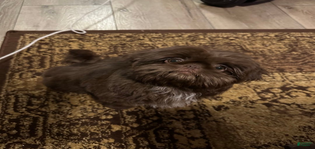 Gallery Image {{count}}