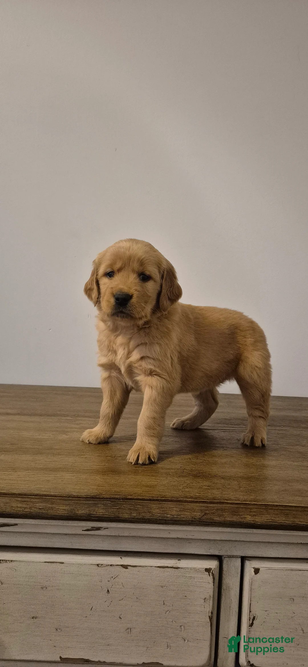Golden Retriever dogs for sale: Willow - Ad 3