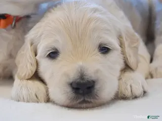 Goldendoodle dogs for sale: Taz - OFA & genetic parents - Ad 1