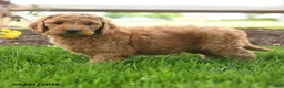 Goldendoodle dogs for sale: Teyson - Ad 3
