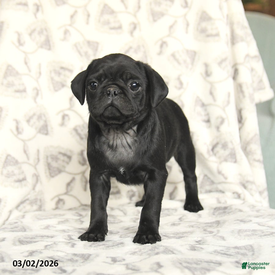 Pug dogs Romeo - Ad 1
