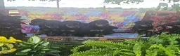 Rottweiler dogs for sale: Tinker - Ad 7