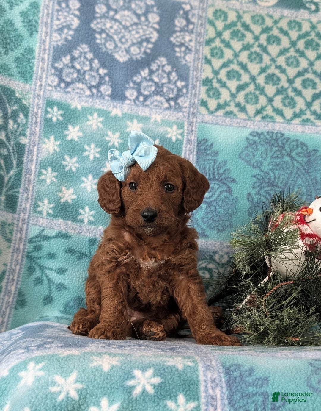 Mixed Breed dogs for sale: Charlee Hypoallergenic - Ad 3