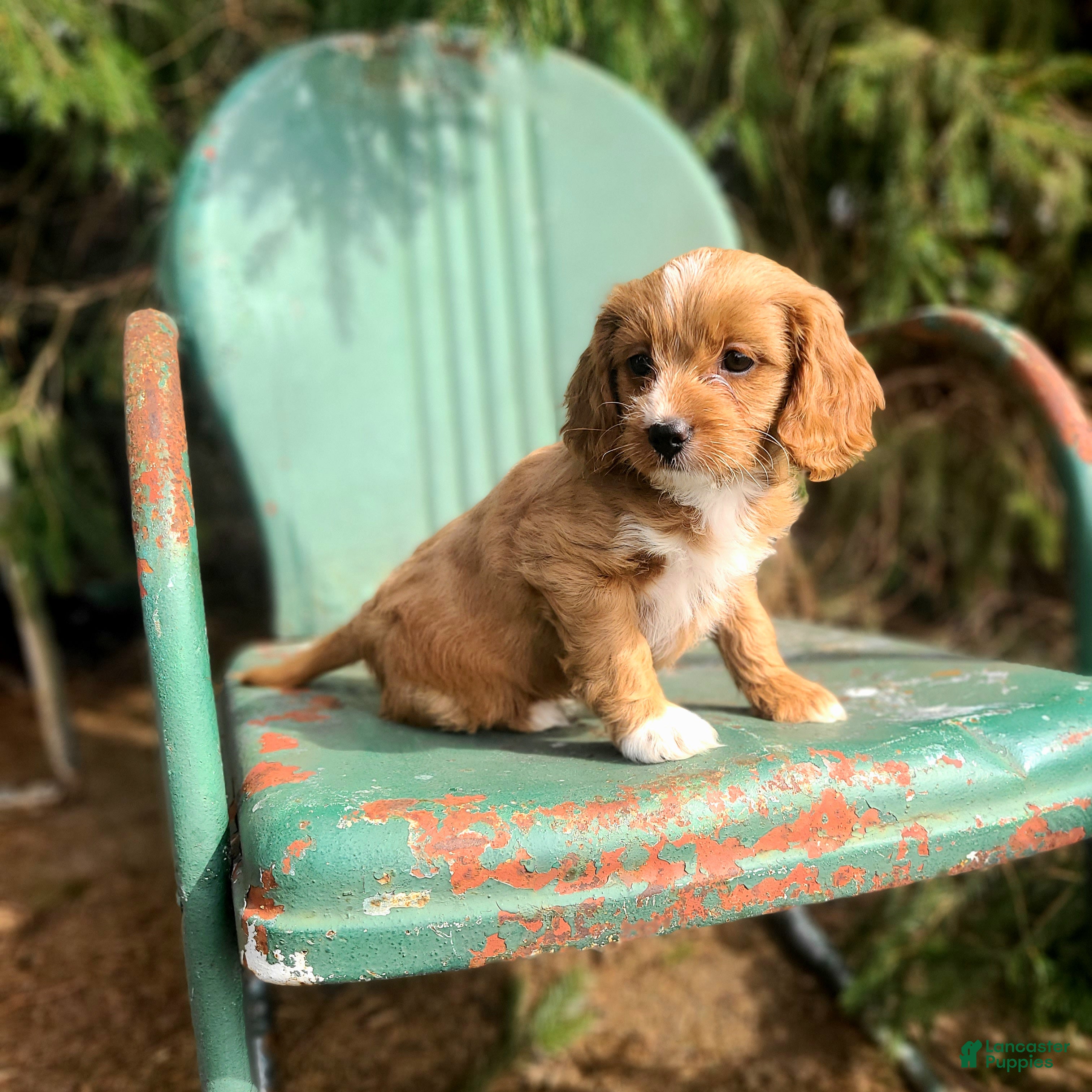 Cavapoo dogs Brie - Ad 2