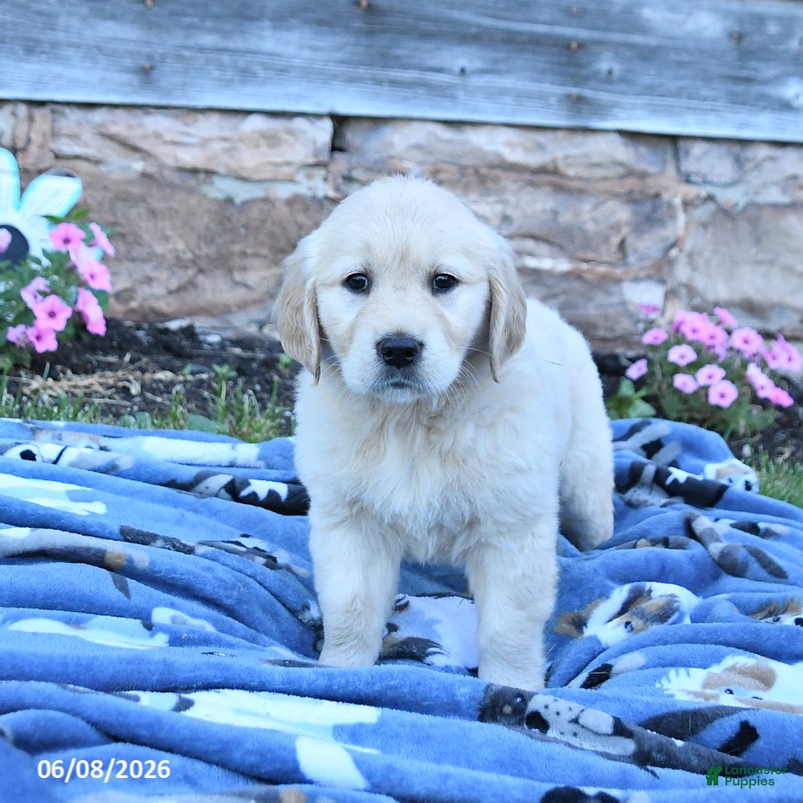 Golden Retriever dogs Blondie - Ad 1