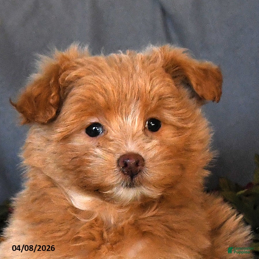 Pomapoo dogs Stanley - Ad 2