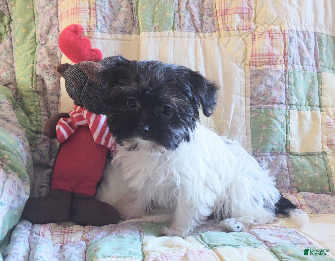 Yorkiepoo dogs for sale: Little Teapot  - Ad 7