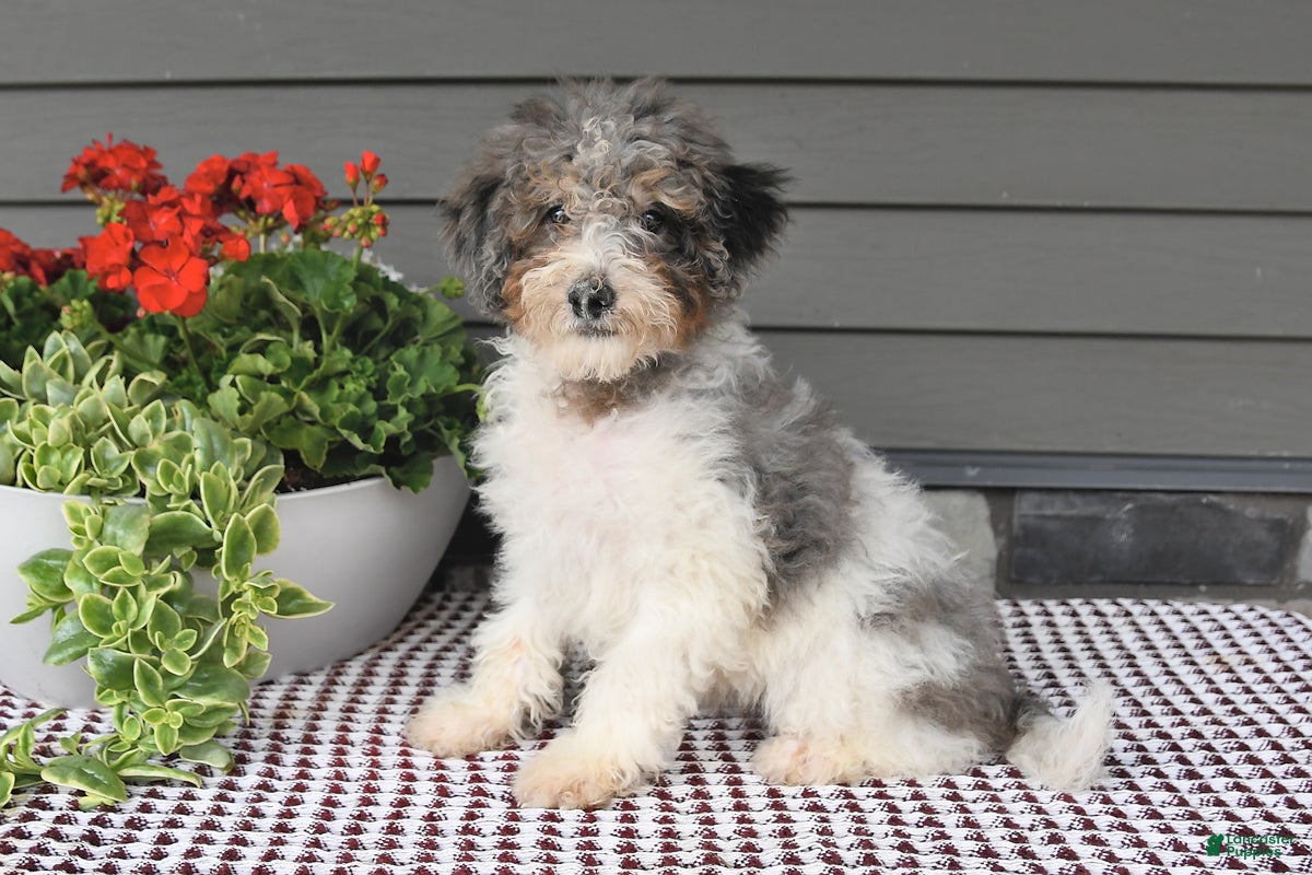 Mini Sheepadoodle dogs Sheila - Ad 1