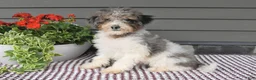 Mini Sheepadoodle dogs for sale: Sheila - Ad 1