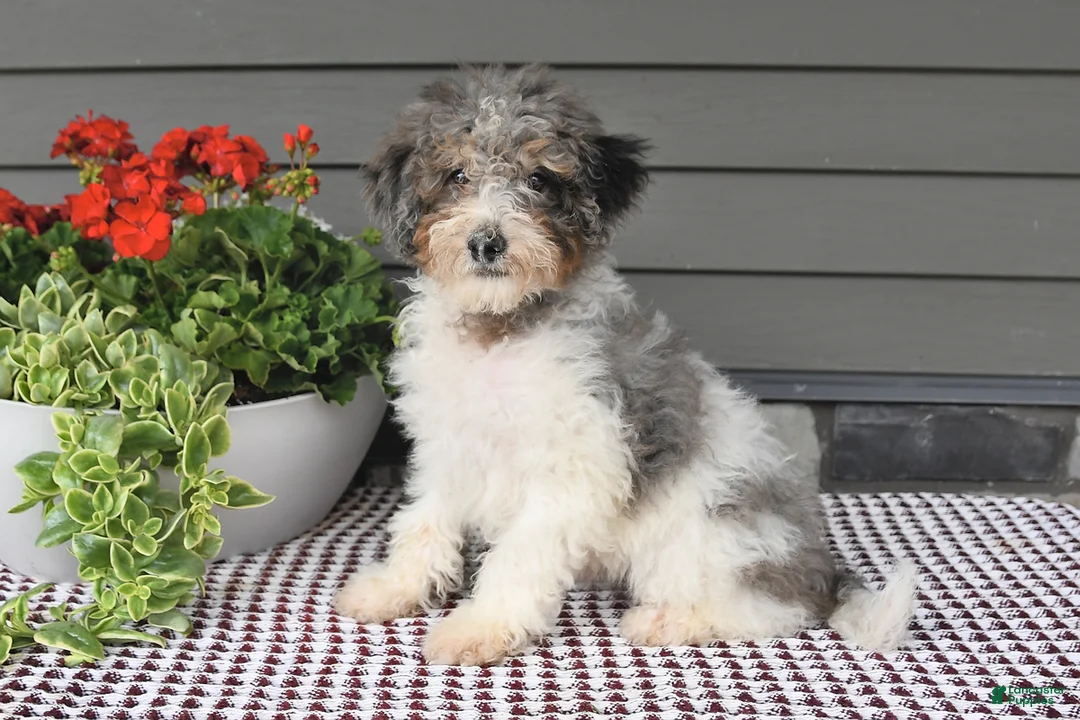 Mini Sheepadoodle dogs for sale: Sheila - Ad 1