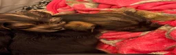 Mixed Breed dogs for sale: Francis AKA ( Fannie)  - Ad 14