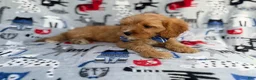 Cavapoo dogs for sale: Conner - Ad 4