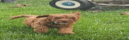 Miniature Poodle dogs for sale: Ollie - AKC Mini Poodle - Ad 3