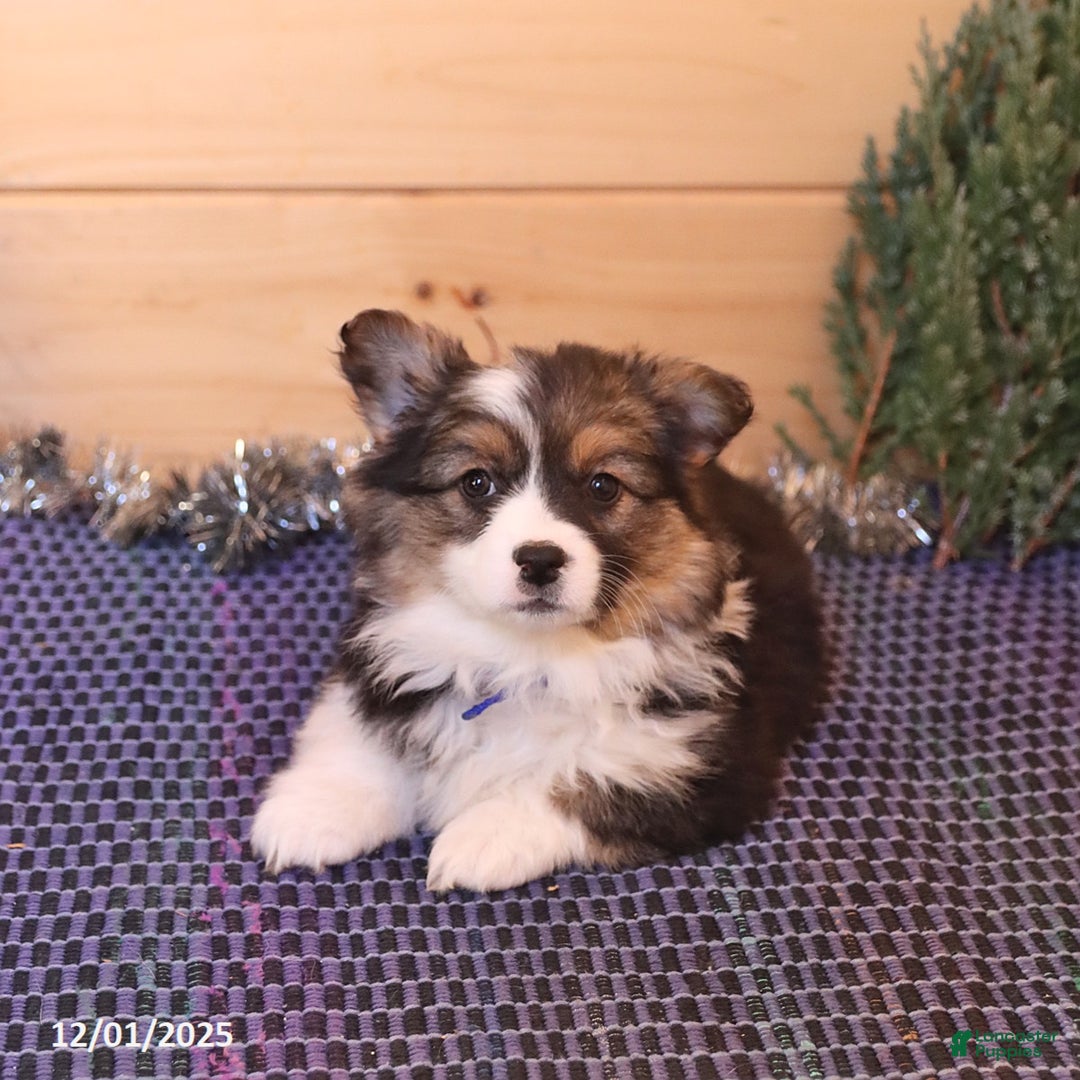Welsh Corgi Pembroke dogs for sale: Honi  - Ad 4