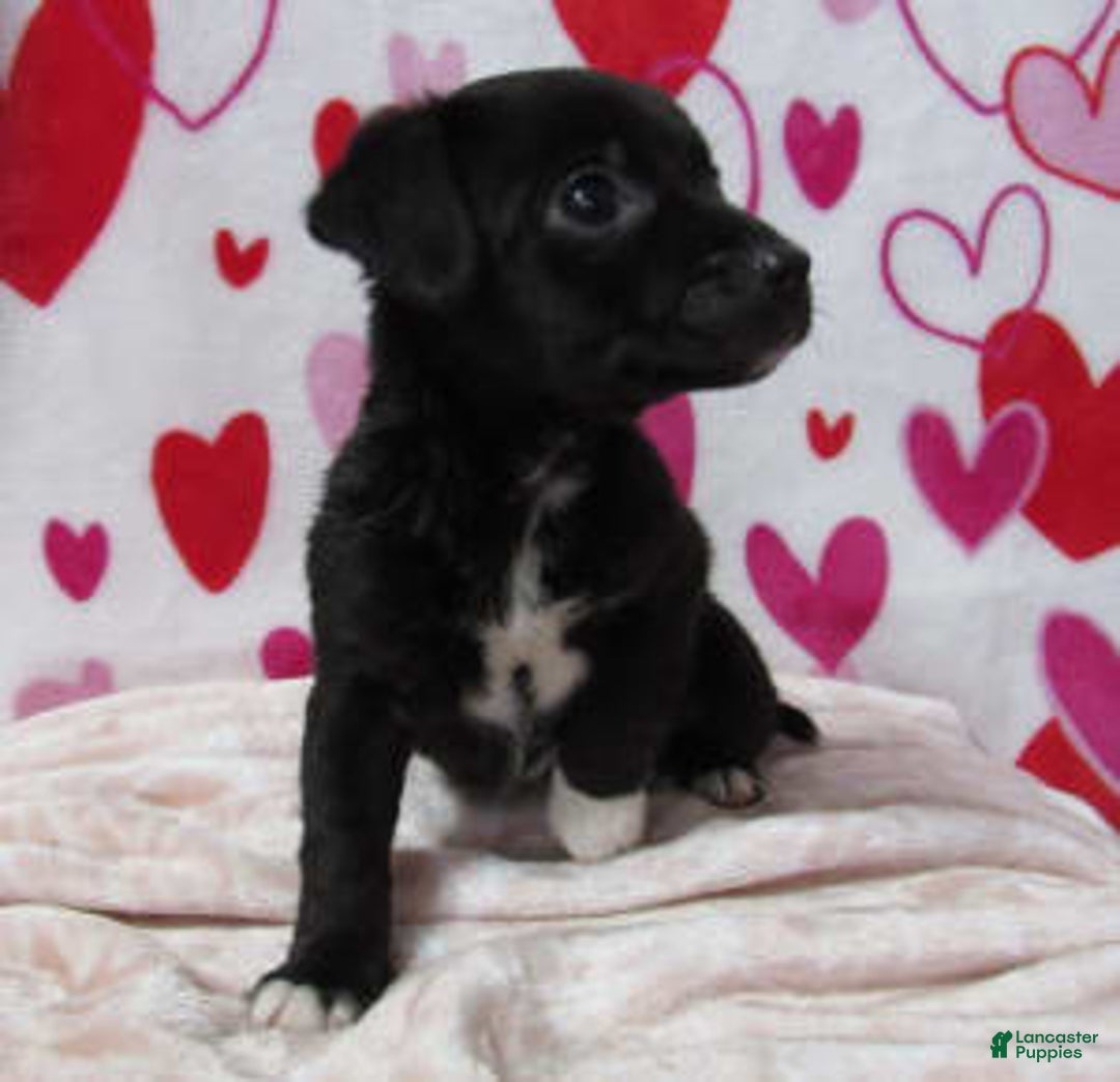 Gallery Image {{count}}