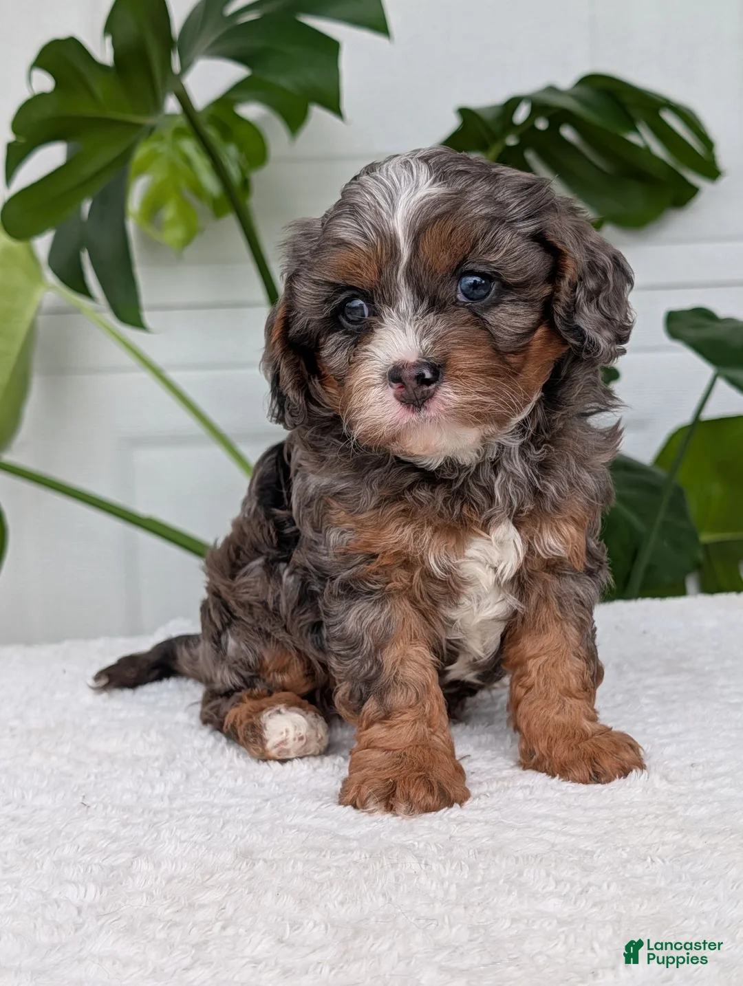 Cavapoo dogs for sale: Asher - Ad 1