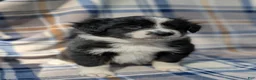 Australian Shepherd dogs for sale: Lilly - Ad 1