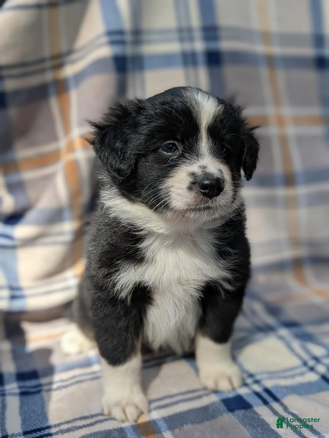 Australian Shepherd dogs for sale: Lilly - Ad 1