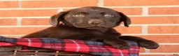 Labrador Retriever dogs for sale: Remy - Ad 3