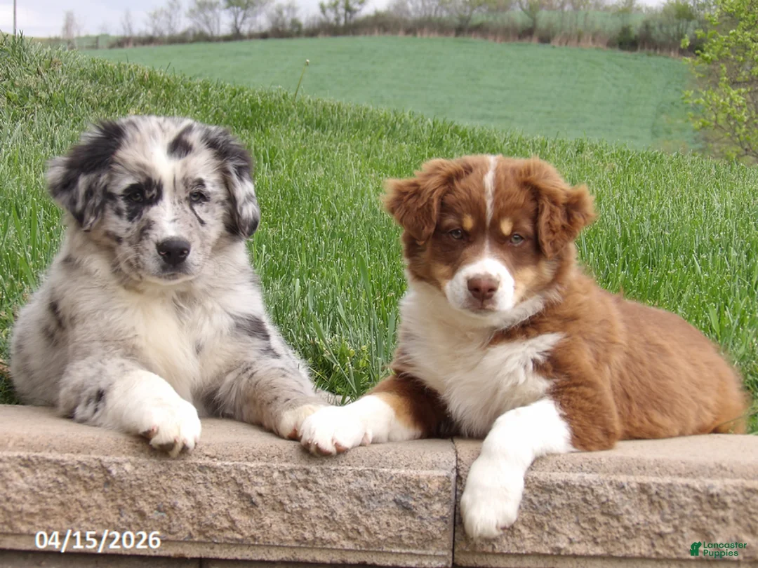 Australian Shepherd dogs for sale: Chef - Ad 10