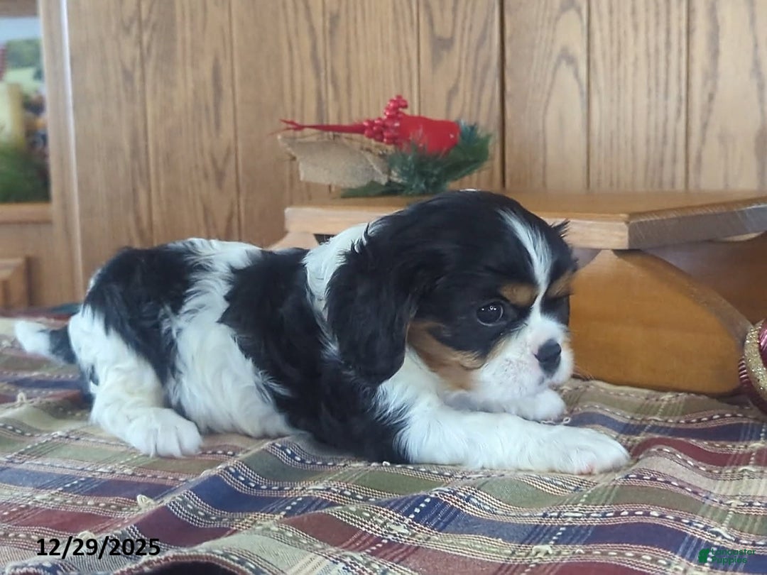 Cavalier King Charles Spaniel dogs for sale: Kate - Ad 3